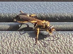 Sceliphron caementarium