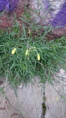 Diplotaxis tenuifolia