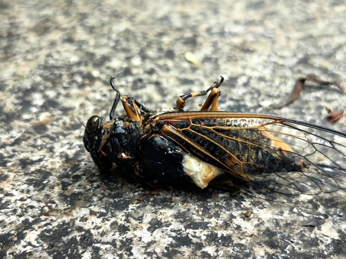 Eastern horse cicada