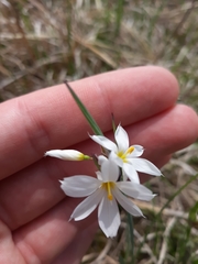 Sisyrinchium albidum