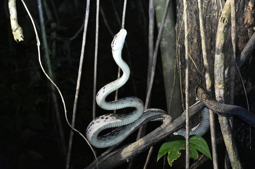 Simalia amethistina observed 2026-07-04
