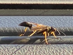 Sceliphron caementarium
