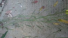 Diplotaxis tenuifolia