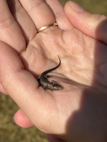 Viviparous Lizard