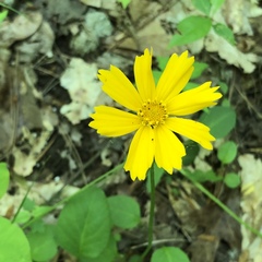Coreopsis auriculata