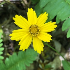 Coreopsis auriculata
