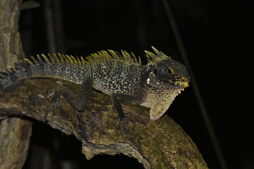 Lophosaurus dilophus observed 2026-07-03