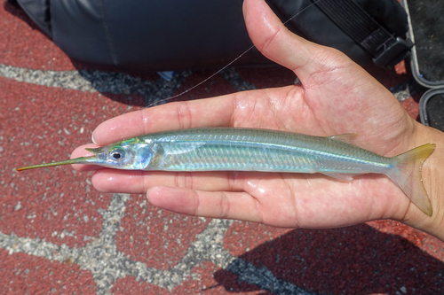 Congaturi halfbeak (Hyporhamphus limbatus) — Hemiramphidae — 2