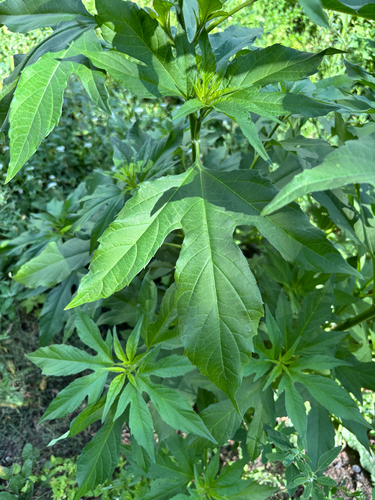 giant ragweed