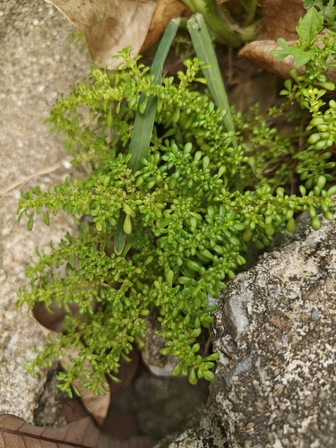 Artillery Plant