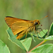 Delaware Skipper - Photo (c) Aaron Carlson, some rights reserved (CC BY), uploaded by Aaron Carlson
