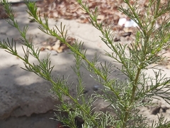 Artemisia scoparia