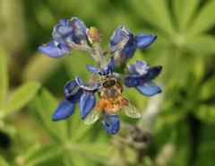 Apis mellifera