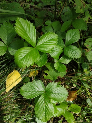 Наблюдение на iNaturalist