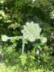 (c) Илья Руденко, some rights reserved (CC BY) Silphiodaucus hispidus, photograph (c) Илья Руденко, some rights reserved (CC BY)