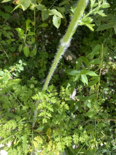 Silphiodaucus hispidus, photograph 4