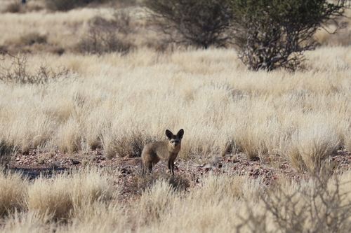Bat-eared Fox