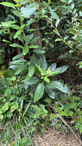 Daphniphyllum teijsmannii observed 2026-08-03