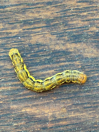 Mottled Umber