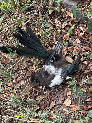 Eurasian Magpie