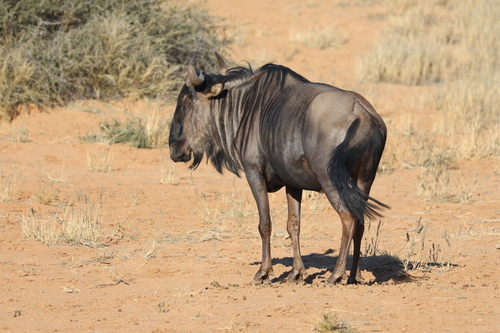 Common Wildebeest