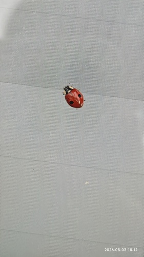 Adalia bipunctata bipunctata