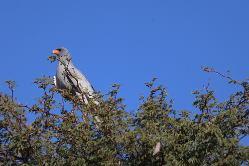Pale Chanting-Goshawk