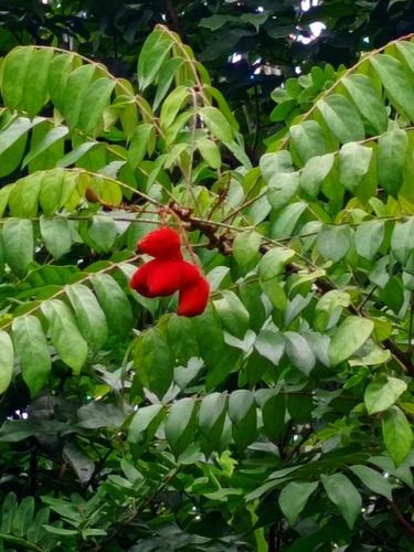 Cnestis ferruginea