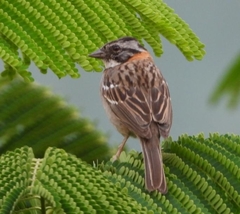 Zonotrichia capensis