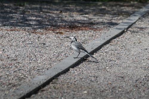 White Wagtail