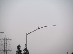 Buteo jamaicensis calurus