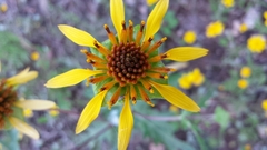 Tetragonotheca texana