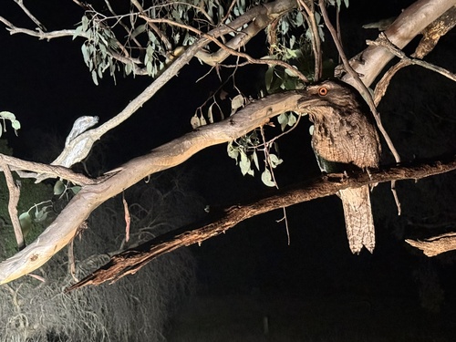 Tawny Frogmouth