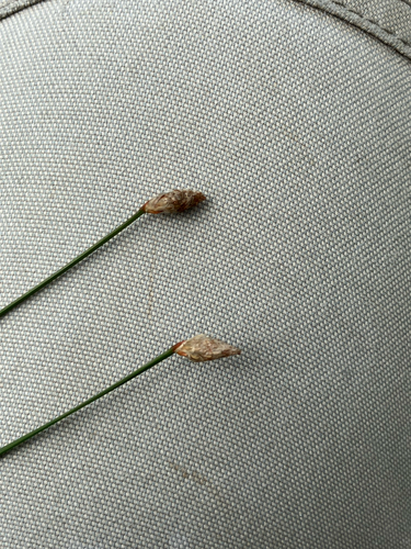 Eleocharis melanocarpa, 2026-08-02