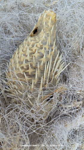 Longspined Porcupinefish