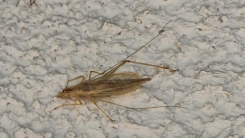 Italian Tree Cricket