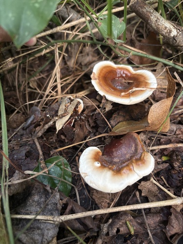 Ganoderma lucidum — (c) Екатерина Кравцова, some rights reserved (CC BY)