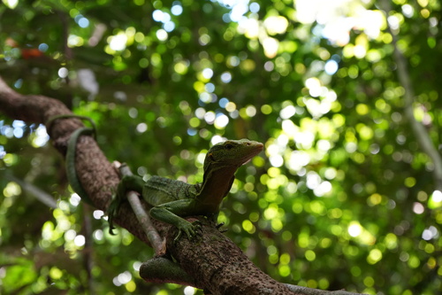 Varanus prasinus observed 2026-07-06