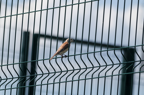 Eurasian Linnet
