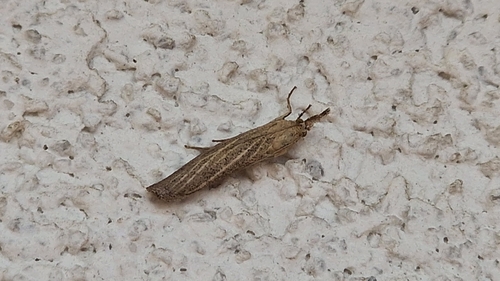 Pediasia luteella