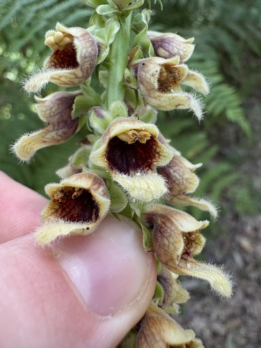 Digitalis ferruginea, photograph 4