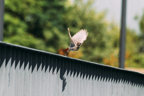 Black Redstart