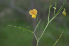 Lathyrus annuus