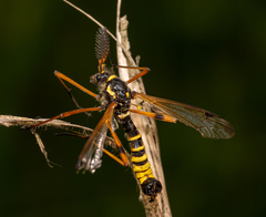 Ctenophora flaveolata