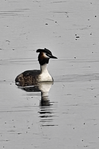 Great Crested Grebe