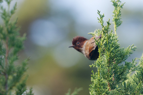 Taiwan Barwing (Actinodura morrisoniana), photo 3