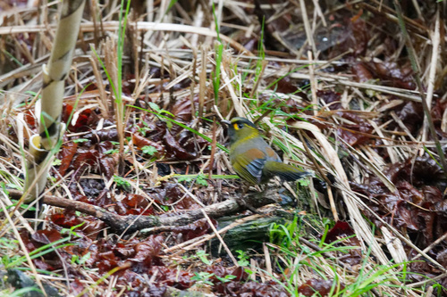 Taiwan Liocichla (Liocichla steerii), photo 4