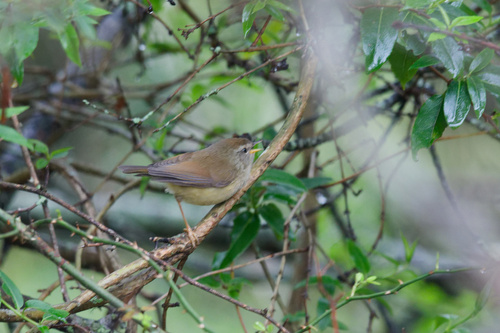 Yellow-bellied Bush Warbler (Horornis acanthizoides), photo 4
