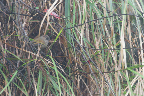 Taiwan Fulvetta (Fulvetta formosana), photo 3