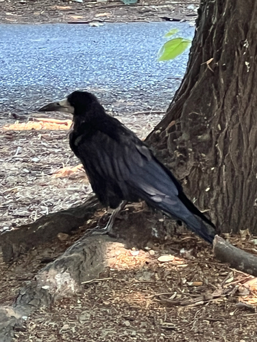 Rook